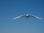 Möwe_mit_Drachen