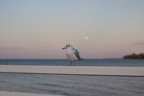 Möwe_auf_Geländer