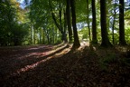 Wald1